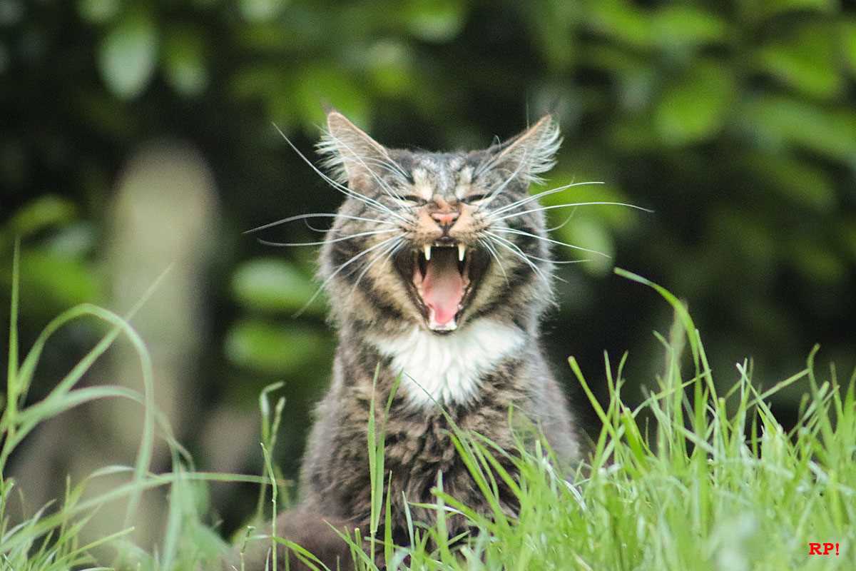 Warum jammern Katzen? Die Gründe und Lösungen