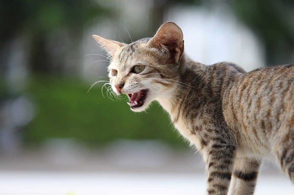 Warum jault meine Katze: Gründe und Lösungen für das Miauen Ihres Haustieres