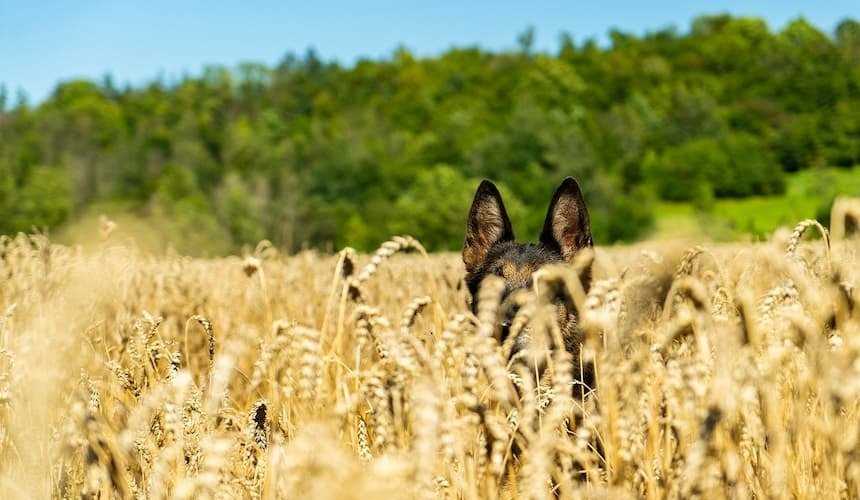 Warum sollten Hunde kein Getreide fressen? Die Nachteile von Getreide in der Hundefütterung