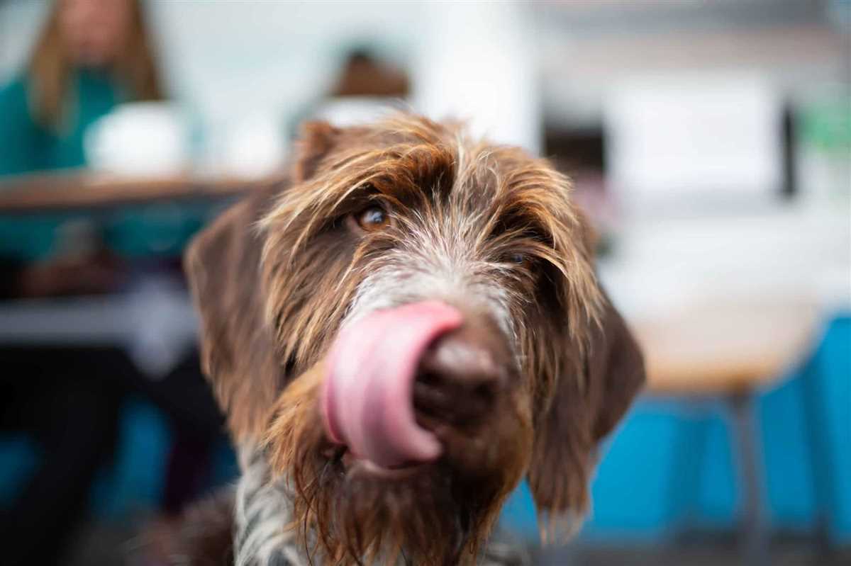 Alternativen zu gekochten Knochen für Hunde