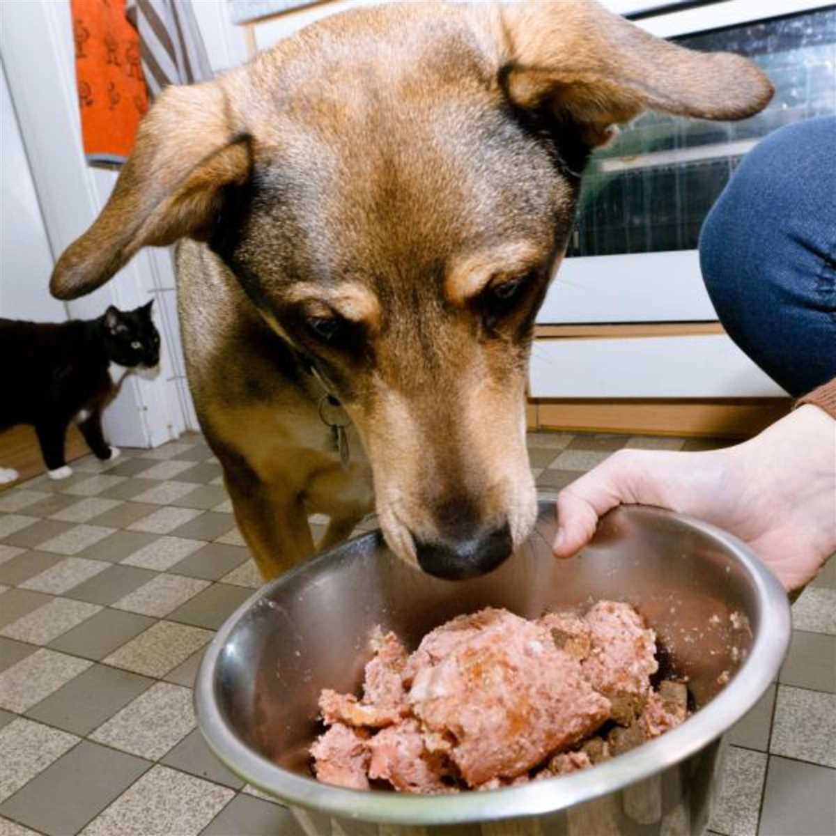 Warum sind gekochte Knochen nichts für Hunde?