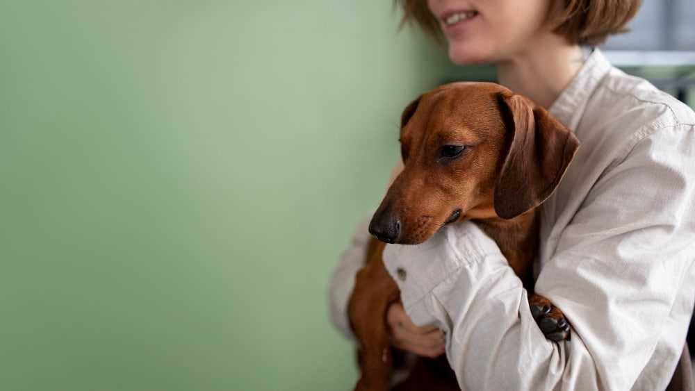 Tipps zum Umgang mit kauenden Hunden