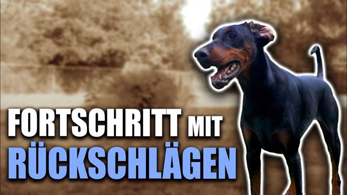 Warum knabbert mein Hund mich an? Tipps und Lösungen