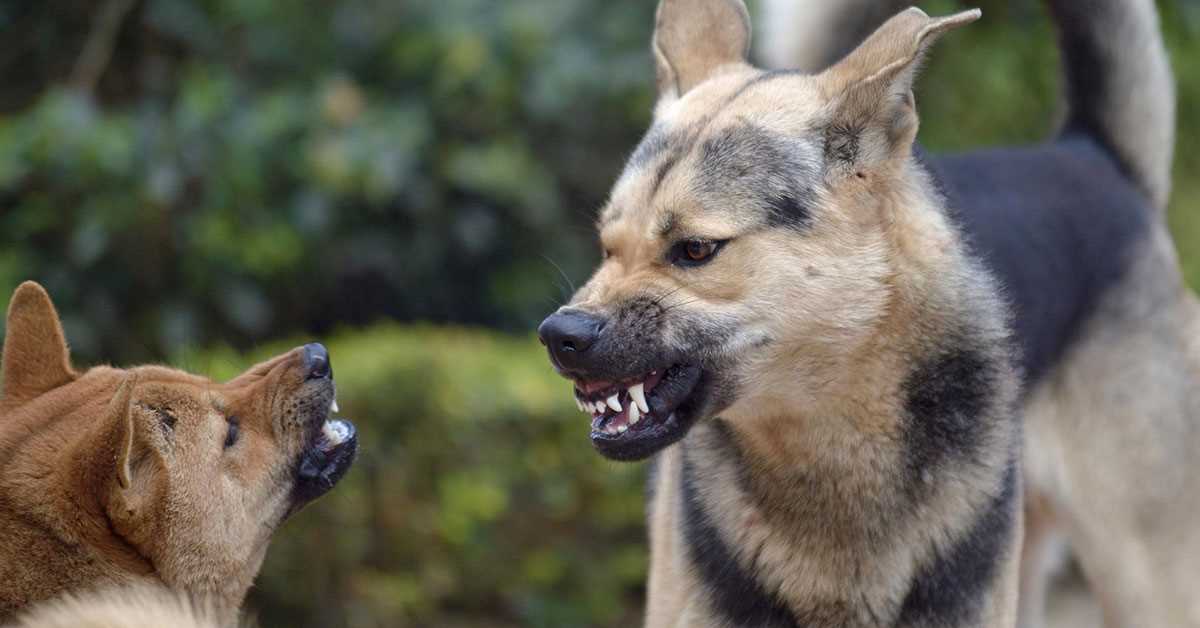 Warum knurren Hunde? Häufige Gründe und wie man darauf reagieren sollte