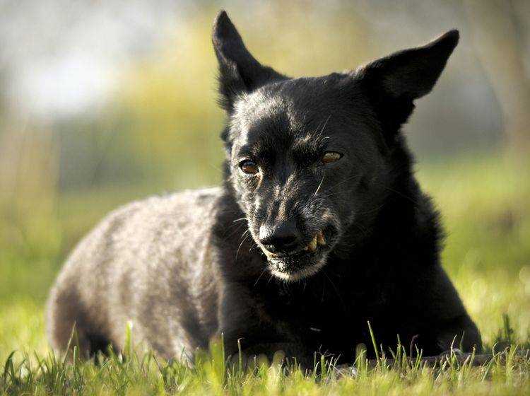 1. Der Hund sollte frühzeitig sozialisiert werden