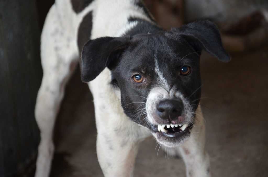 Signifikante Anzeichen für Unbehagen bei Hunden