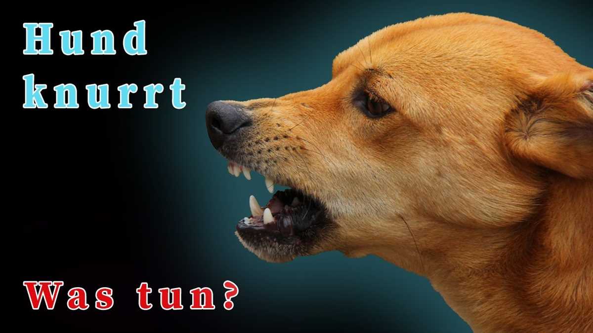 Warum knurrt mein Hund mich an? | Tipps und Ratschläge für das Verhalten deines Haustiers