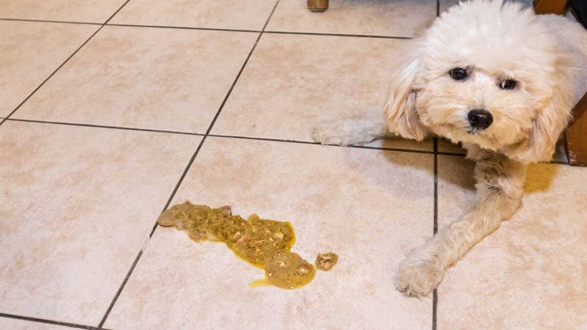 Allergien gegen bestimmte Inhaltsstoffe