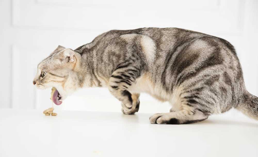 Warum kotzt meine Katze so oft: Ursachen und Lösungen