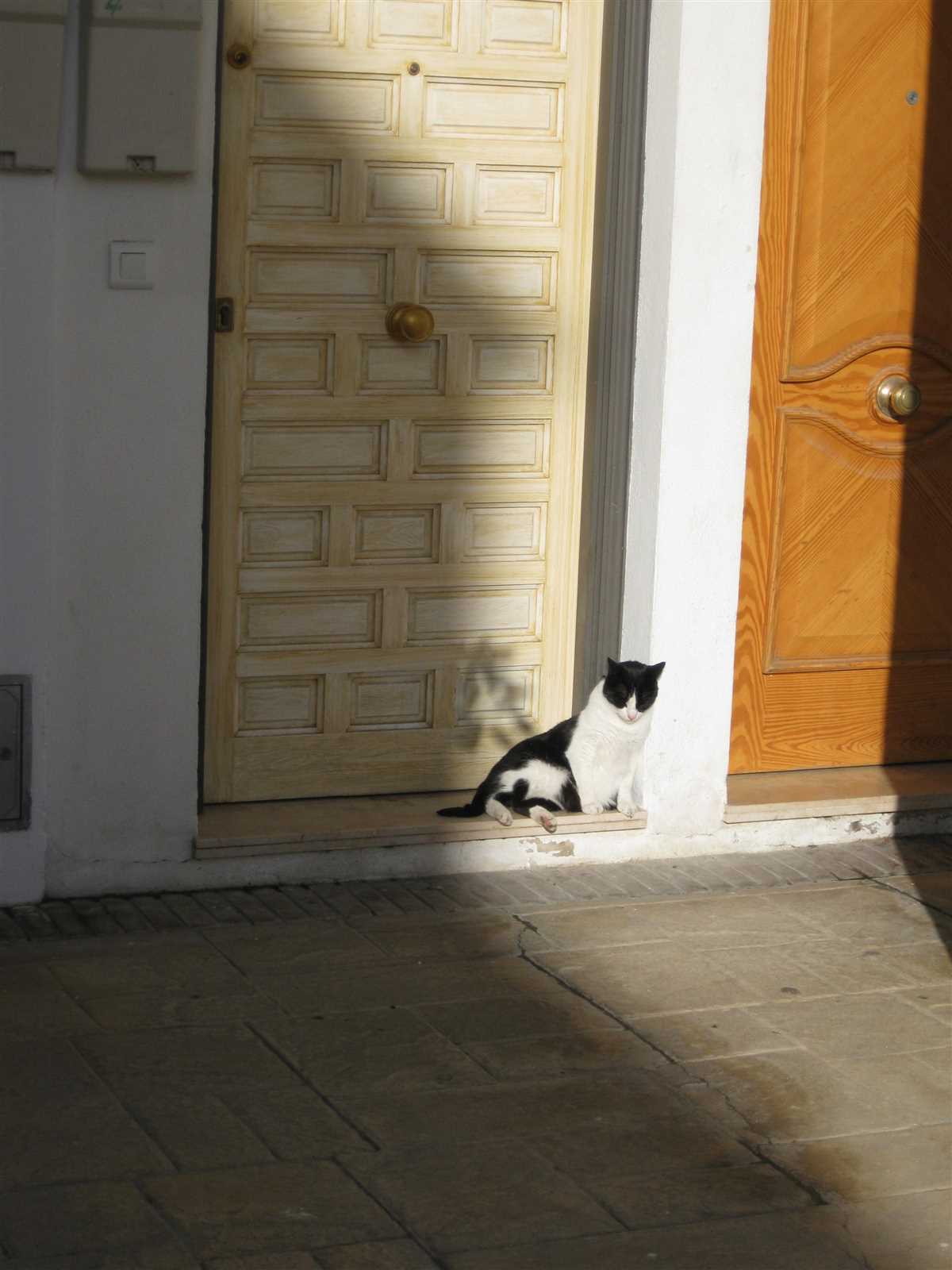 Warum kratzen Katzen an der Tür: 6 Gründe und Lösungen