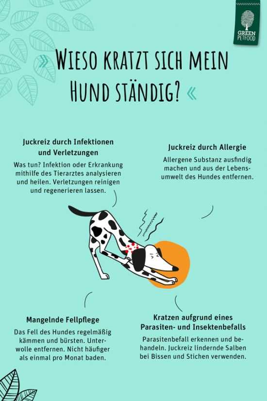 Lösungen, wenn der Hund auf dem Boden kratzt: