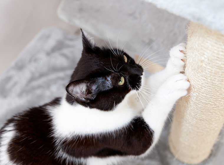 Wie kann man das Kratzbedürfnis der Katze erfüllen?