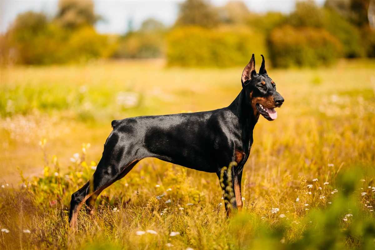 Auswirkungen des Kupierens auf das Verhalten und die Gesundheit der Hunde