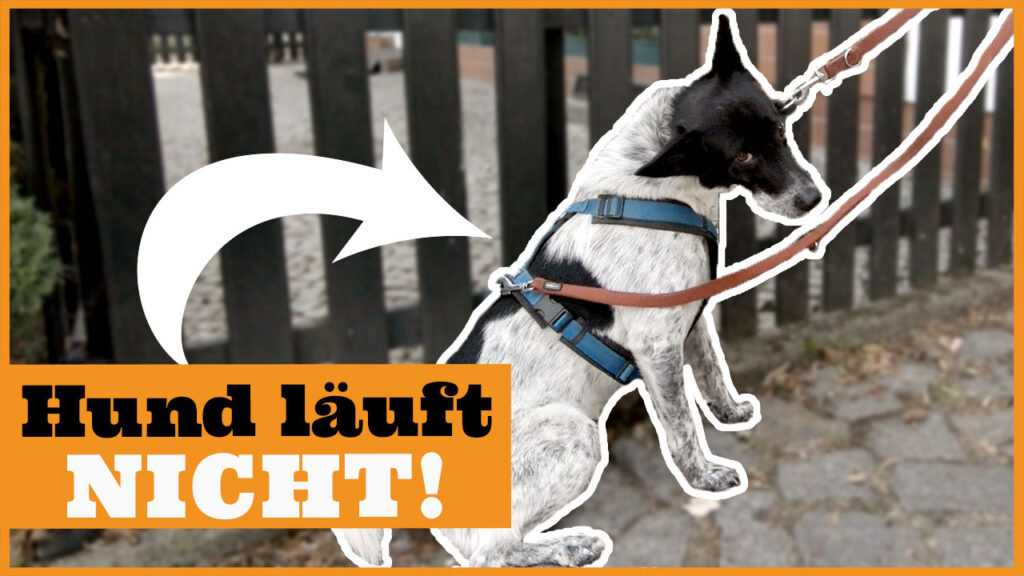 1. Instinktive Hund-Mensch-Beziehung