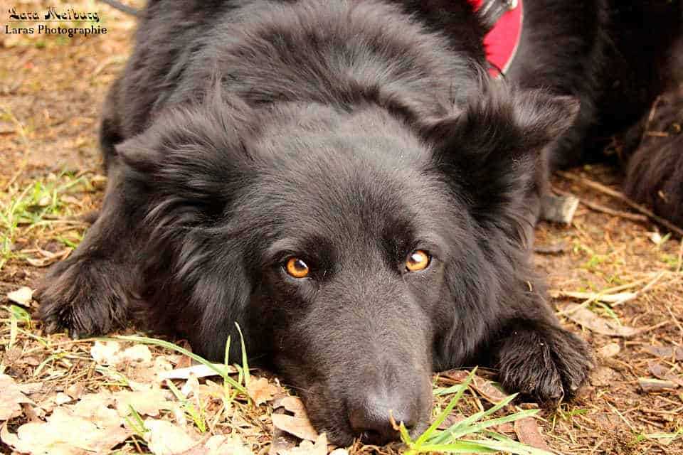 5. Den Hund auf verschiedene Routen mitnehmen