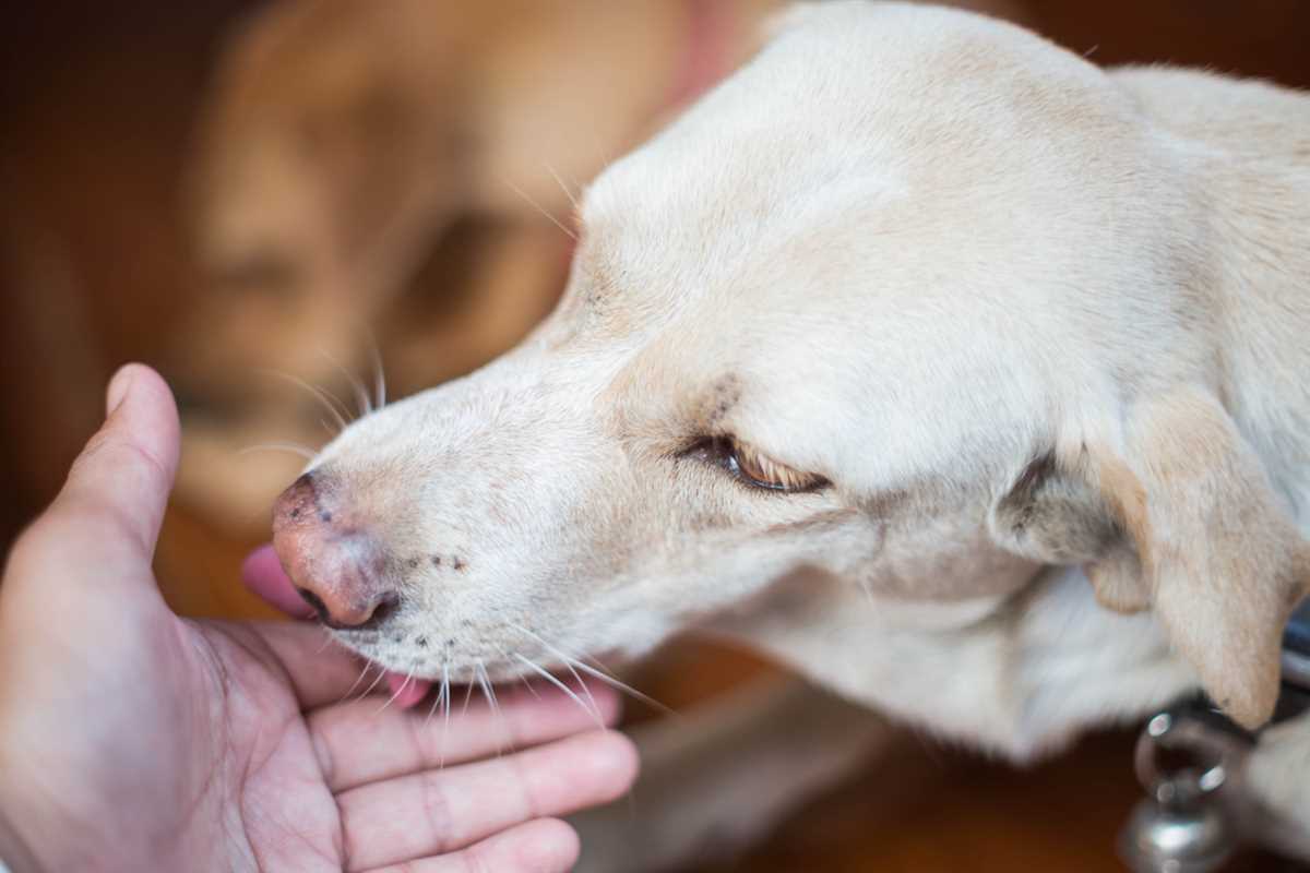 Warum Hunde die Hand ablecken: Gründe und Bedeutungen