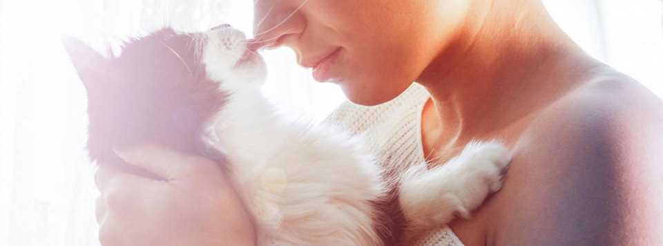 Warum lecken Katzen Menschenhaare? Tipps und Erklärungen