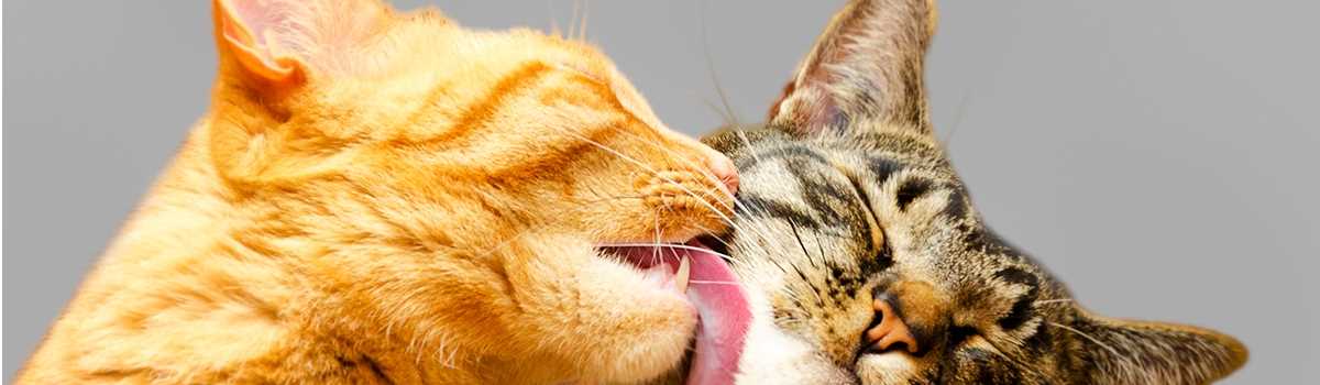 Katzen zeigen Zuneigung durch gegenseitiges Lecken