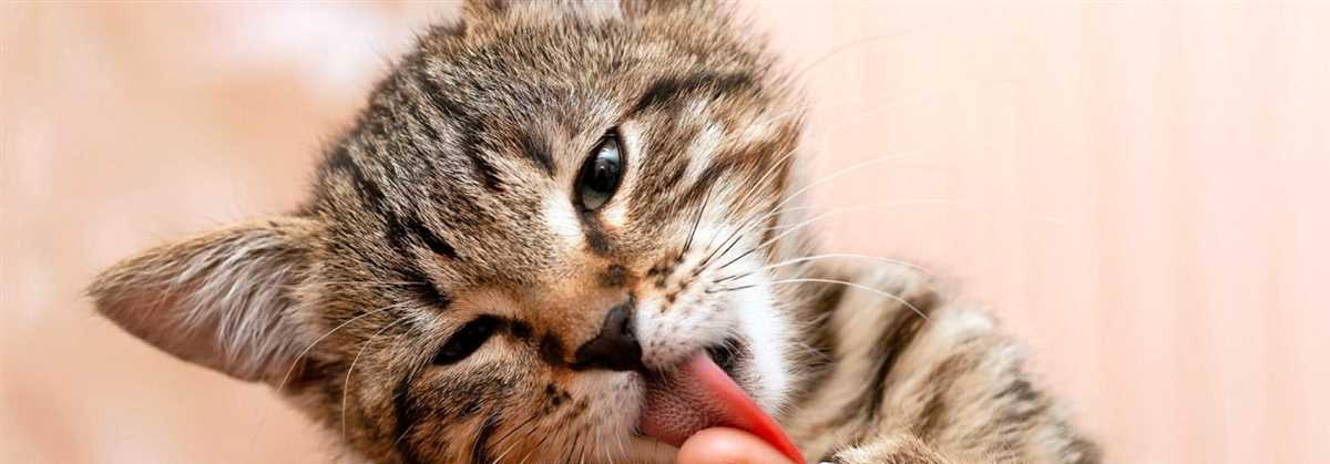 Katzen lecken sich zur sozialen Bindung und Kommunikation