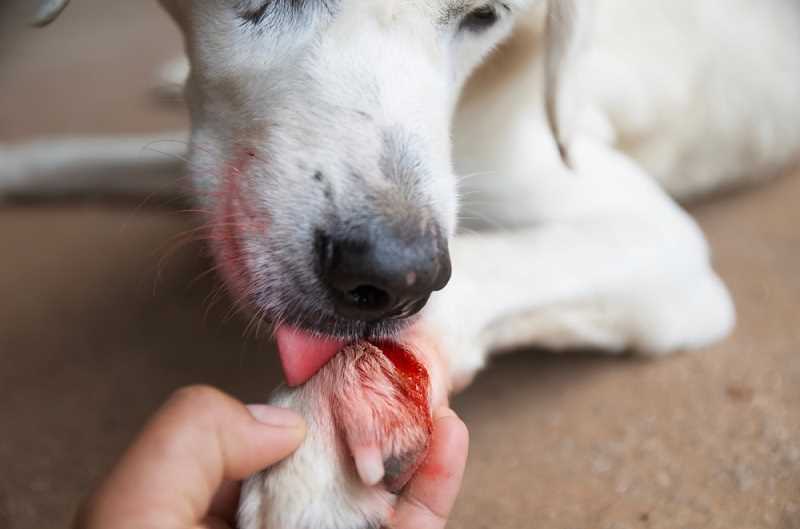 Warum leckt der Hund seine Pfoten? Die Gründe und Lösungen