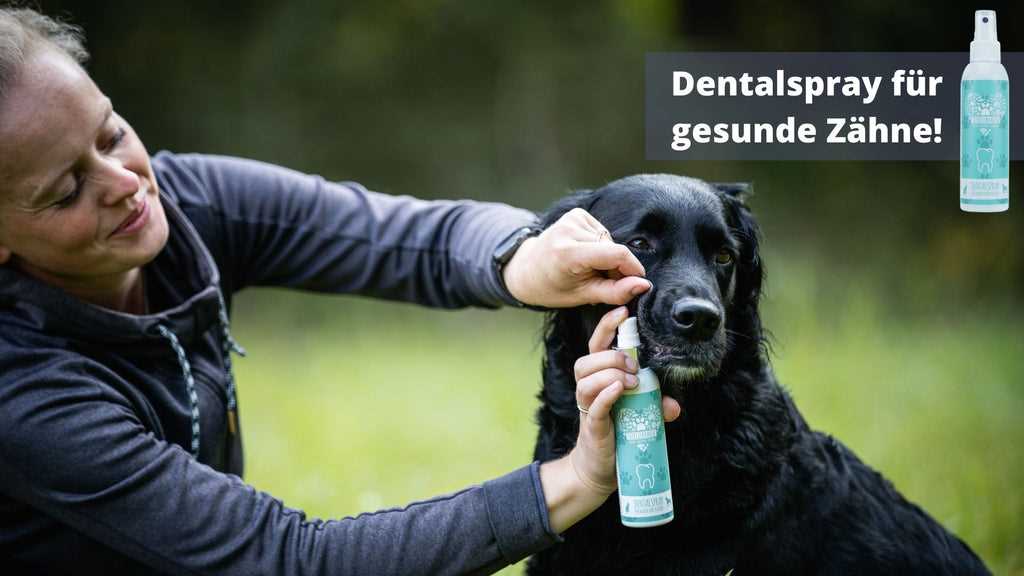 Verhaltensmuster des Hundes