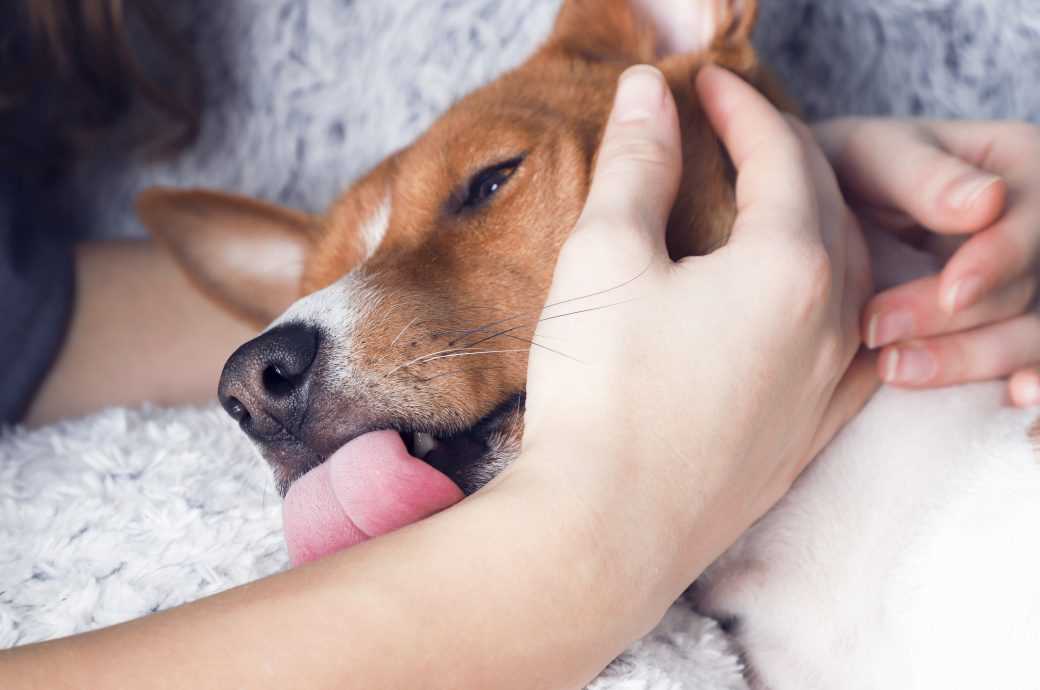 Warum leckt mein Hund mich morgens ab? – Gründe und Erklärungen