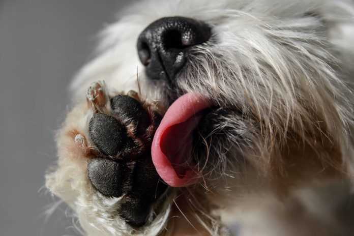 Warum leckt mein Hund seine Pfoten? Erfahren Sie die Gründe und Lösungen!