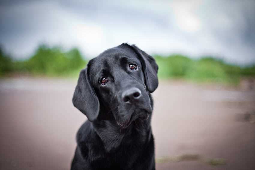 Die Bindung zwischen dir und deinem Hund