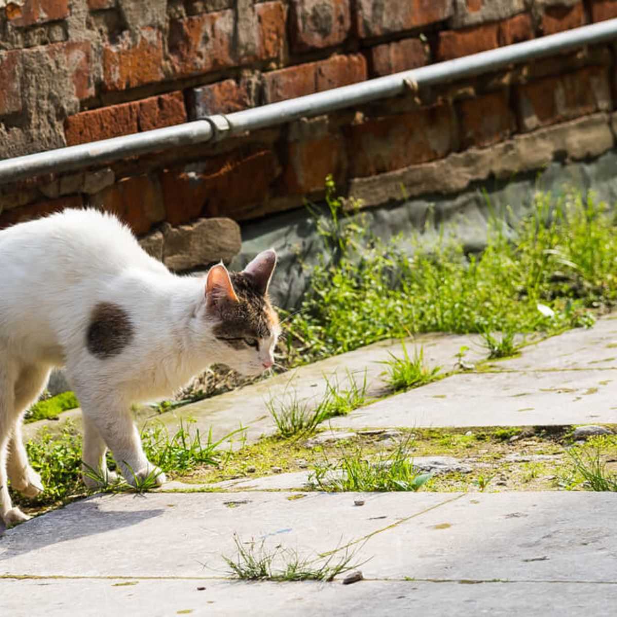 Warum markieren Katzen in der Wohnung? Ursachen und Lösungen