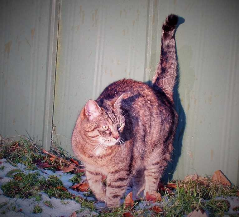 Warum markiert meine Katze? Ursachen und Lösungen