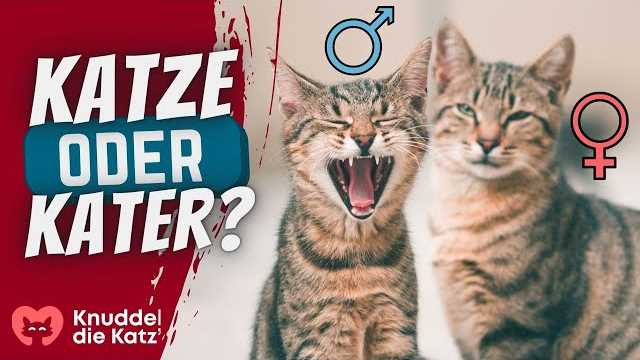 Warum miaut meine Katze die ganze Zeit? Tipps und Ratschläge