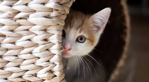 3. Achten Sie auf die Grundbedürfnisse Ihrer Katze