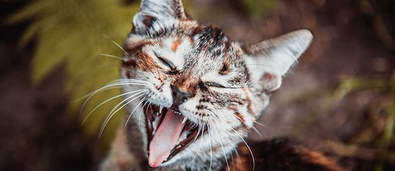 Warum miaut meine Katze ständig? Erfahren Sie die Gründe und Lösungen