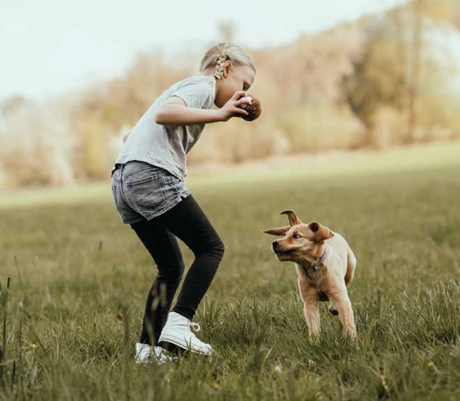 Hunde und ihre Verletzungsgefahr