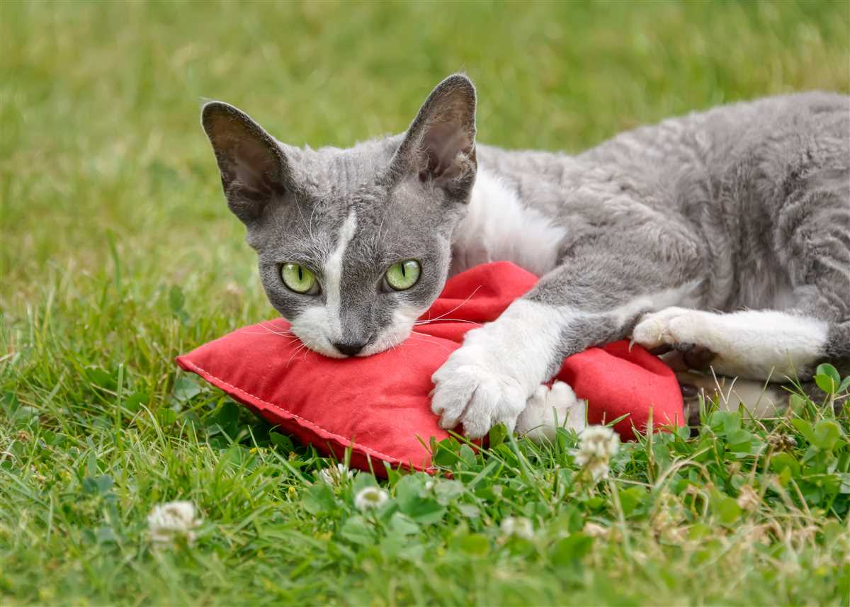 Warum Baldrian für Katzen attraktiv ist