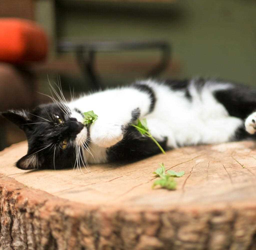 Warum mögen Katzen grüne Oliven?