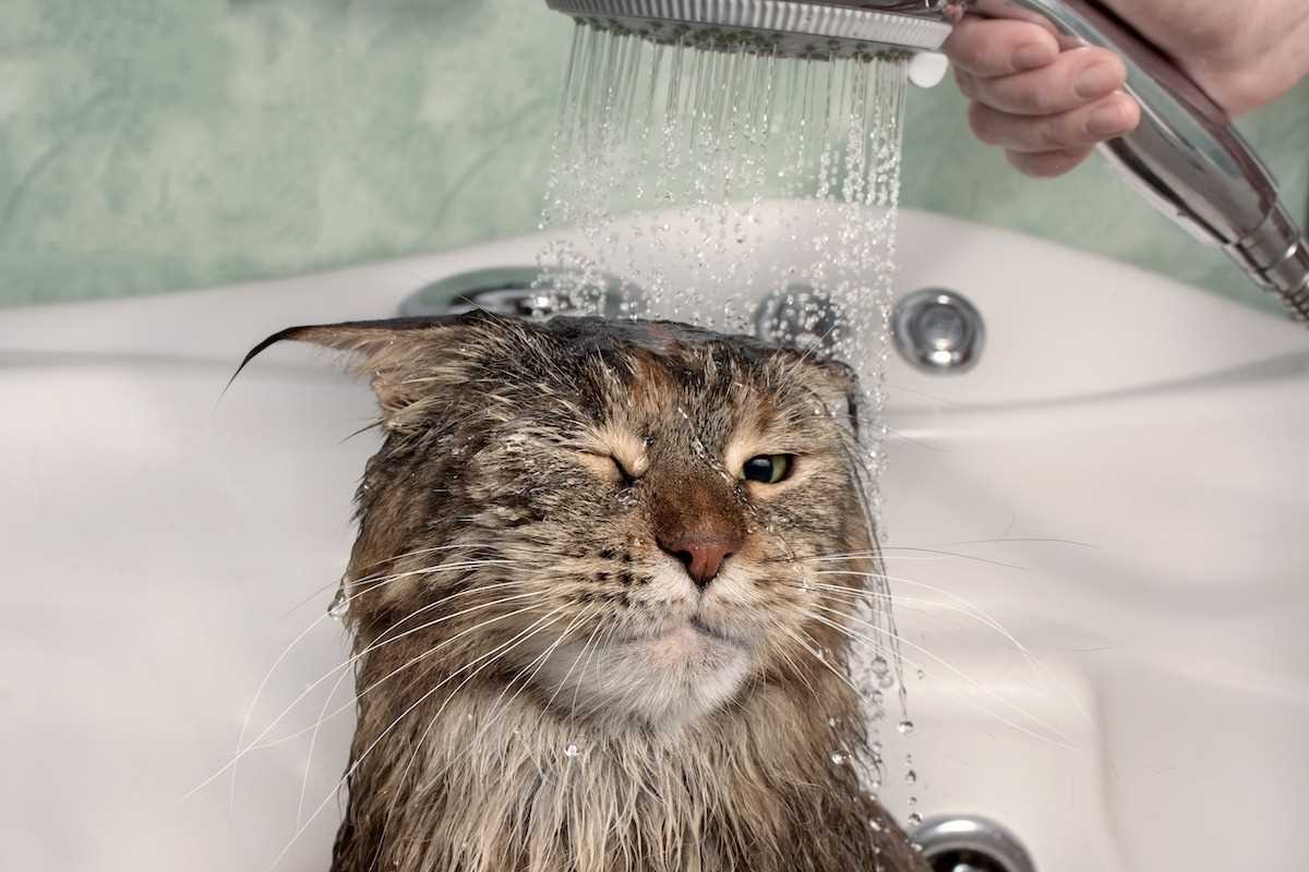 Warum mögen Katzen kein Wasser: Die Gründe und was Sie dagegen tun können