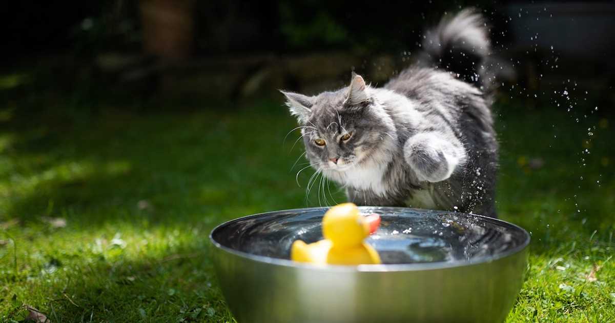 3. Stress für die Katze