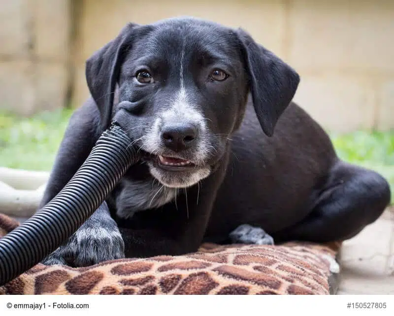 Warum nuckeln Hunde: Gründe und Lösungen