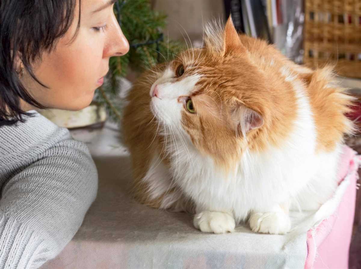 Warum lecken Katzen?