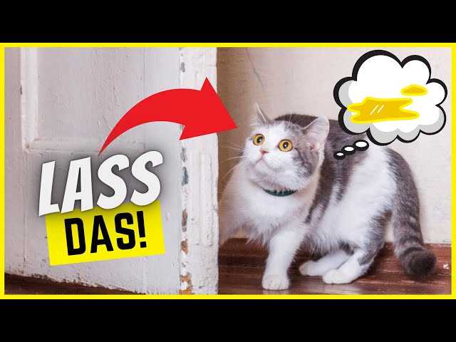 Tipps zur Stubenreinheit Ihrer Katze