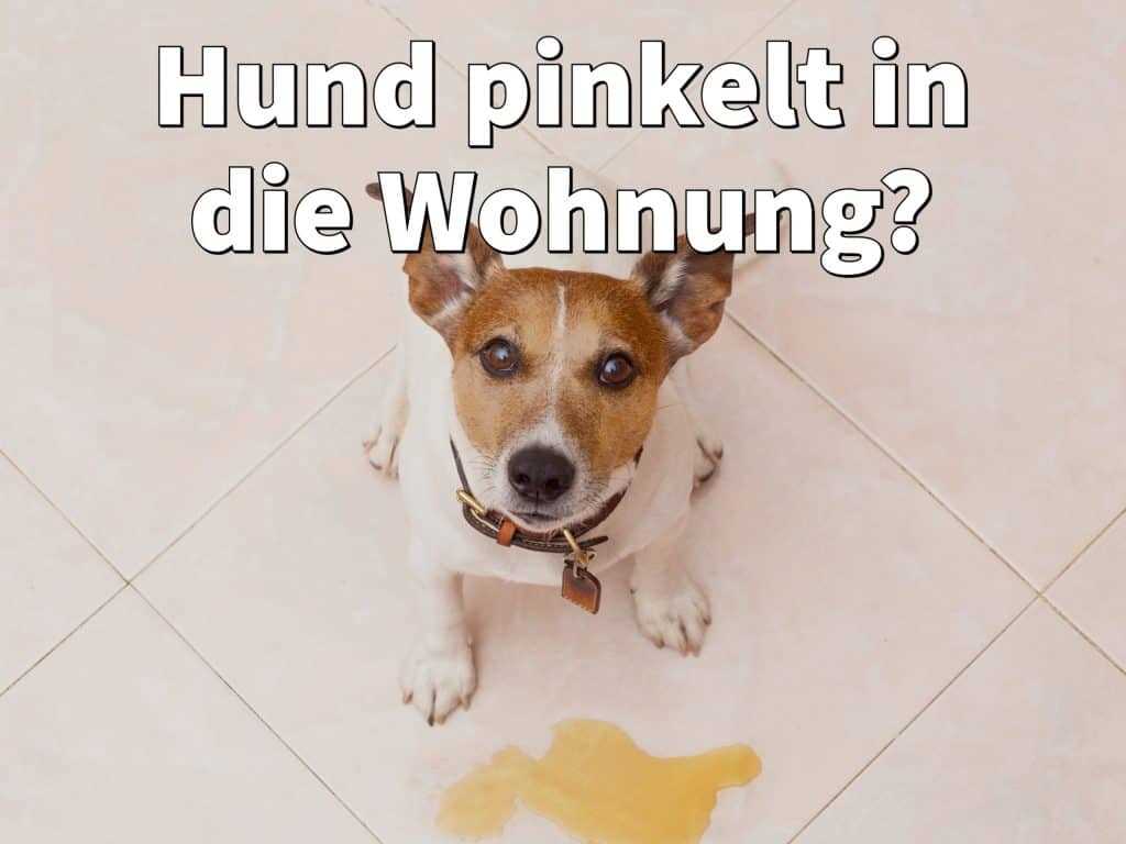 Warum pinkelt mein Hund ins Bett? Mögliche Gründe und Lösungen