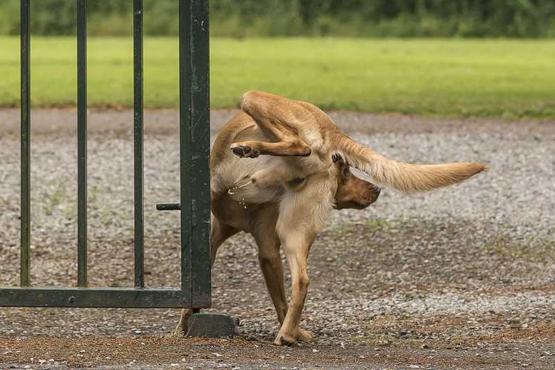 Hund hat Schwierigkeiten beim Stubenreinwerden