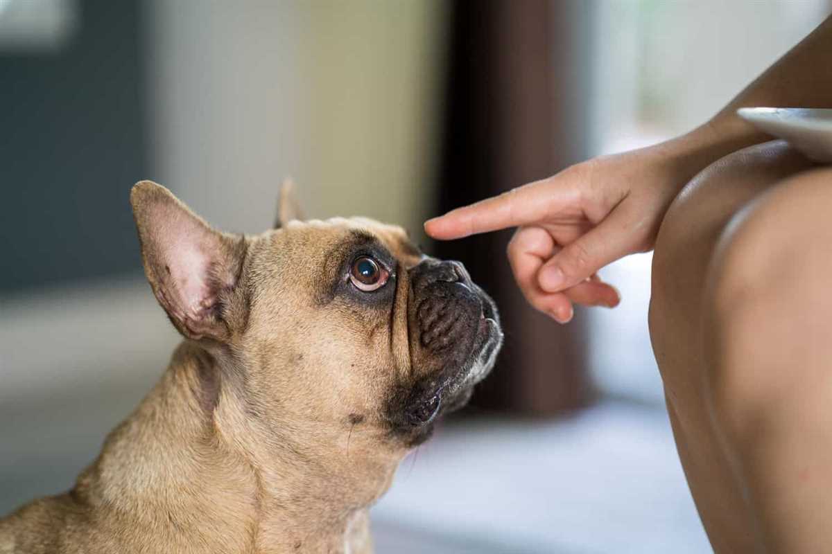 Warum pinkelt mein Hund überall hin: Ursachen und Lösungen