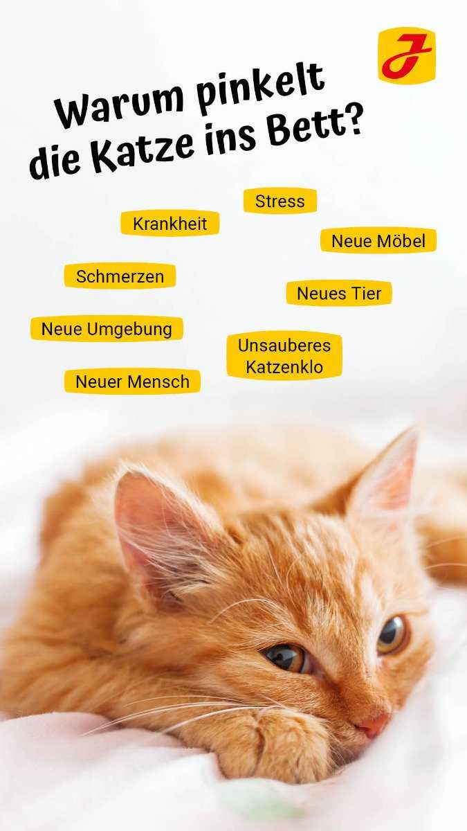 Warum pinkelt meine Katze auf mein Bett? Tipps und Lösungen