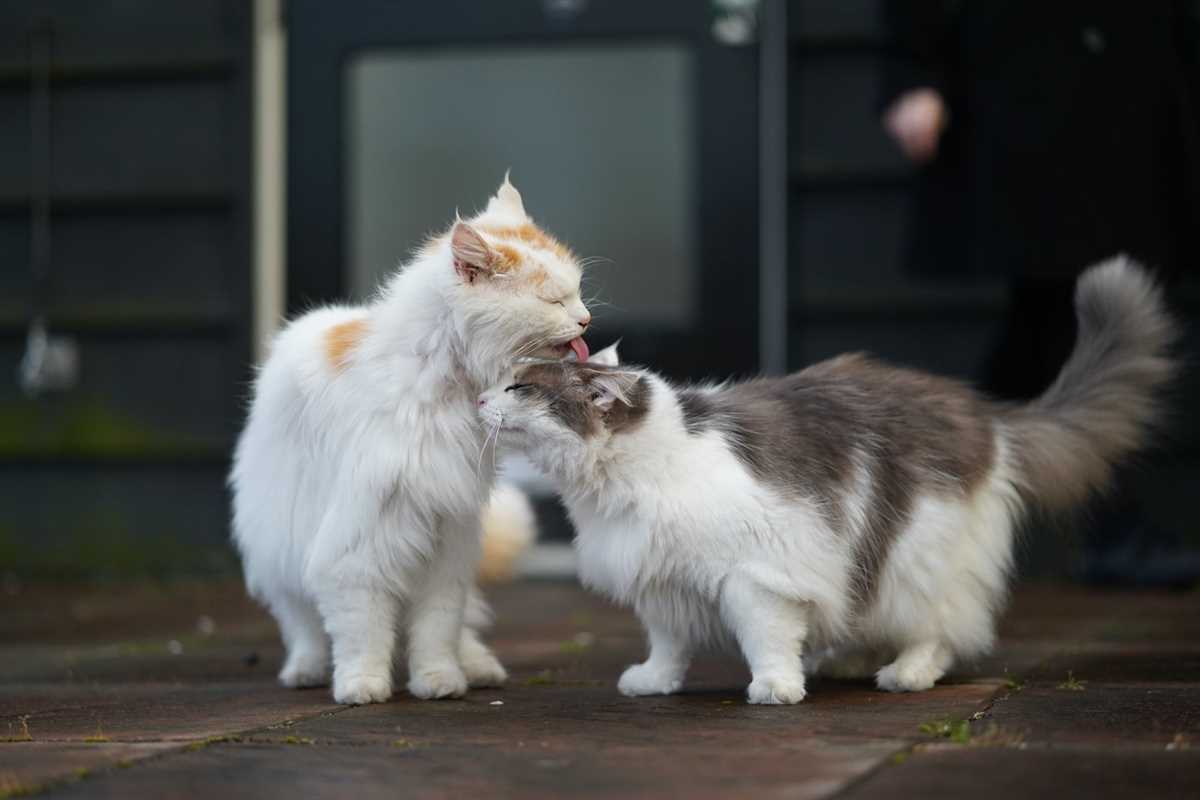 Der Nutzen des gegenseitigen Putzens für die Gesundheit der Katzen