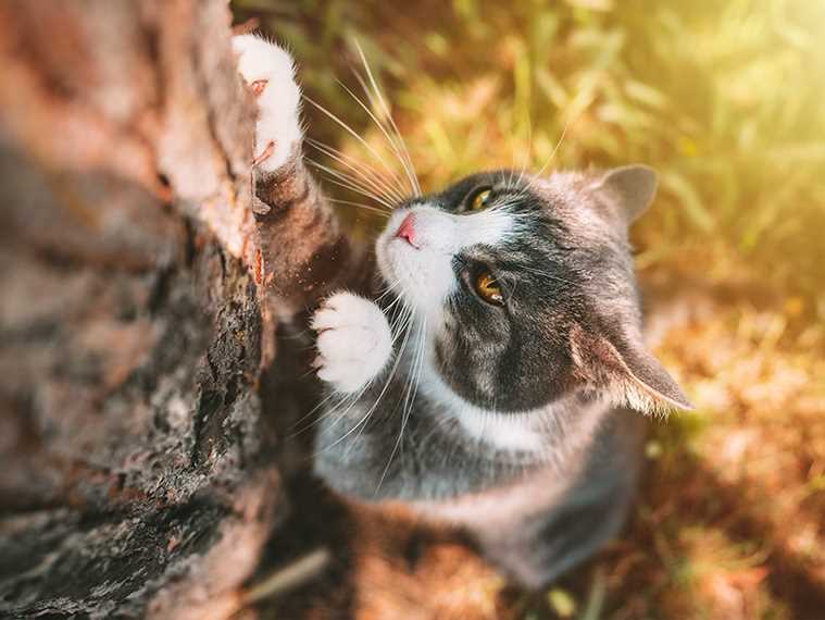 Warum putzen Katzen sich nach dem Essen: Die Bedeutung der Nachbereitung für das Wohlbefinden