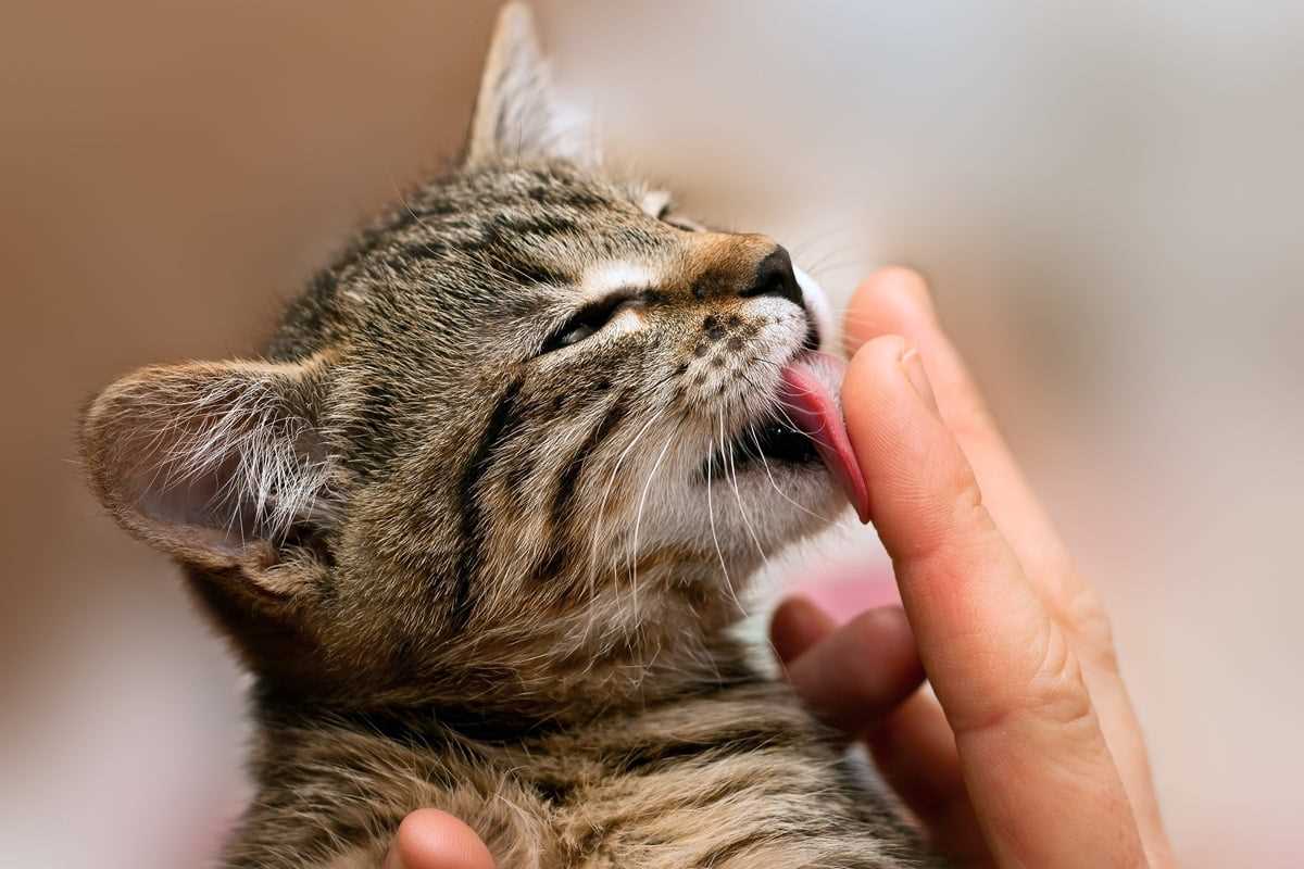 Psychologische Gründe für das Putzen der Katze