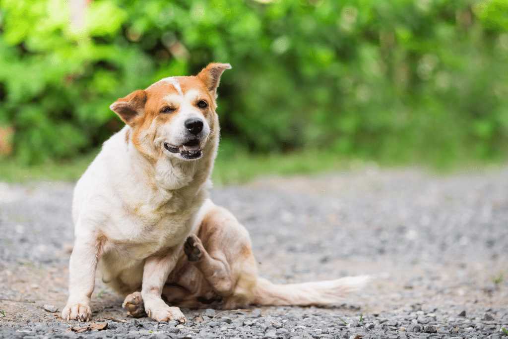 Warum reiben Hunde ihren Po am Boden? Gründe und Behandlungsmöglichkeiten