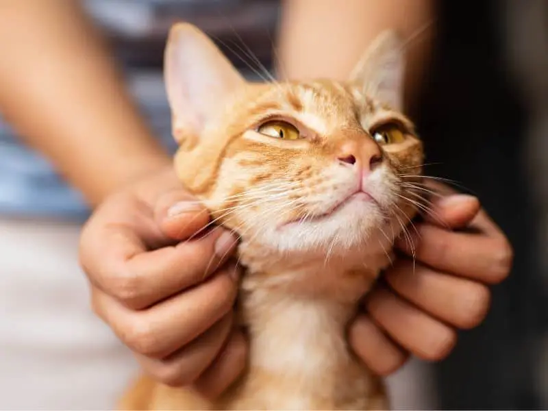 Die Bedeutung des Geruchssinns für Katzen